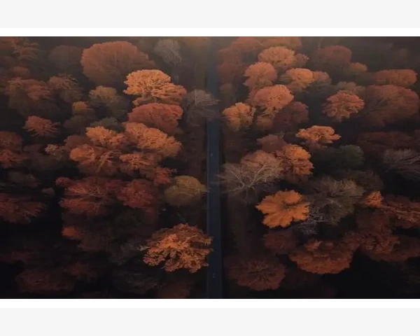 女性贫血怎么办？中医帮你解决补血难题